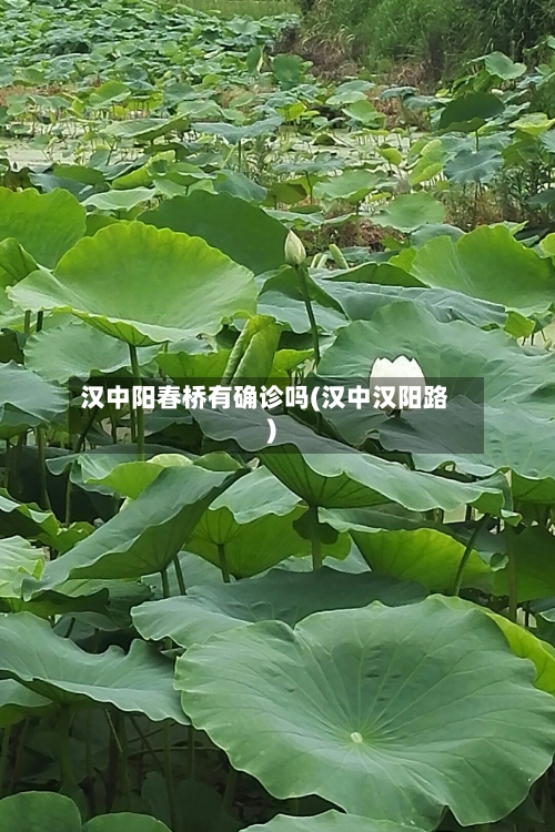 汉中阳春桥有确诊吗(汉中汉阳路)