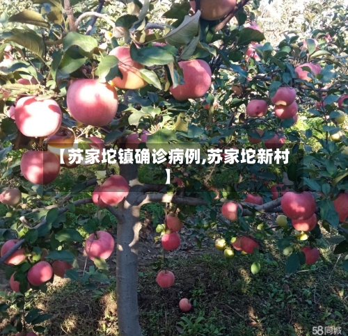 【苏家坨镇确诊病例,苏家坨新村】