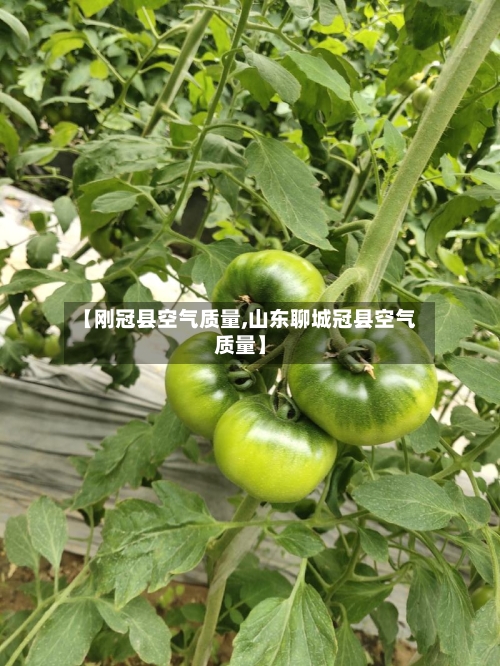 【刚冠县空气质量,山东聊城冠县空气质量】-第2张图片