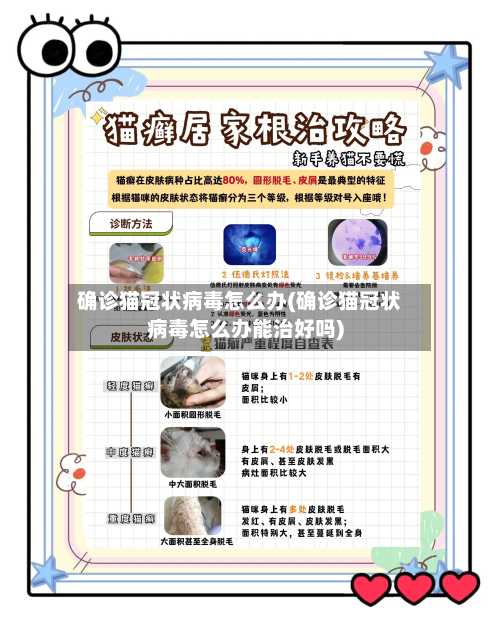 确诊猫冠状病毒怎么办(确诊猫冠状病毒怎么办能治好吗)-第3张图片